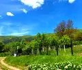 Снимка 3 — Парцел в Перник, с. Насалевци