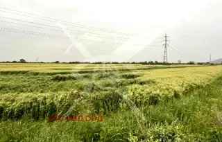 Парцел в Пловдив, Асенов