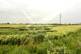 Парцел в Пловдив, Асенов