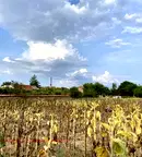 Парцел в Пловдив, с. Строево