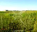 Снимка 2 — Парцел в Пловдив, с. Войводиново