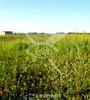 Парцел в Пловдив, с. Войводиново