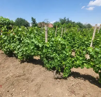 Photo 2 — Plot in Oblast Ruse, Borisovo