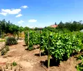 Снимка 4 — Парцел в Русе, с. Борисово