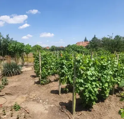 Photo 4 — Plot in Oblast Ruse, Borisovo