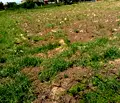 Снимка 2 — Парцел в Ямбол, с. Кукорево
