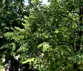 Снимка 4 — Двустаен апартамент в София, Люлин 6