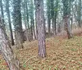Снимка 4 — Парцел в Банкя