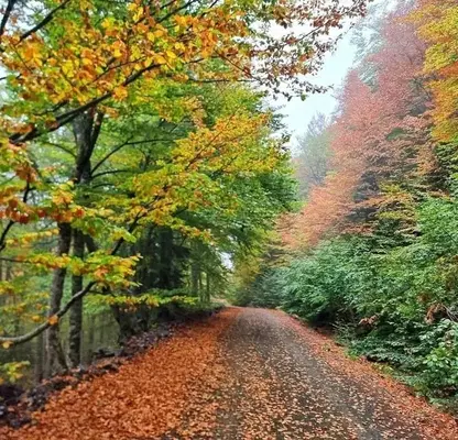 Photo 2 — Plot in Lovech, Beli Osym