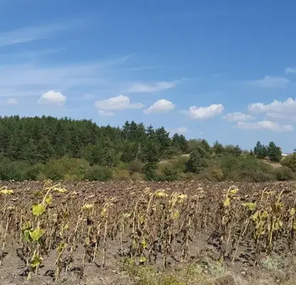 Photo 5 — Plot in област София, Herakovo