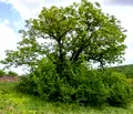 Снимка 5 — Парцел в Габрово, с. Катранджии