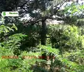 Снимка 4 — Парцел в Стара Загора, с. Ястребово