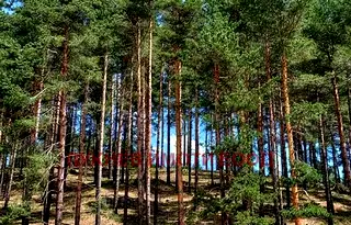 Парцел в Пазарджик, Велин
