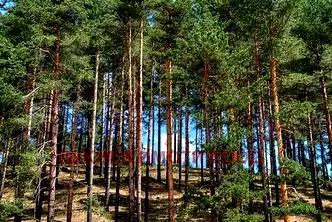 Парцел в Пазарджик, Велин