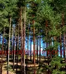 Парцел в Пазарджик, Велин