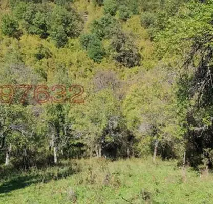 Photo 4 — Agricultural Land in Oblast Lovech, Glojene