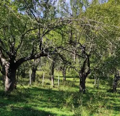 Photo 5 — Agricultural Land in Oblast Lovech, Glojene