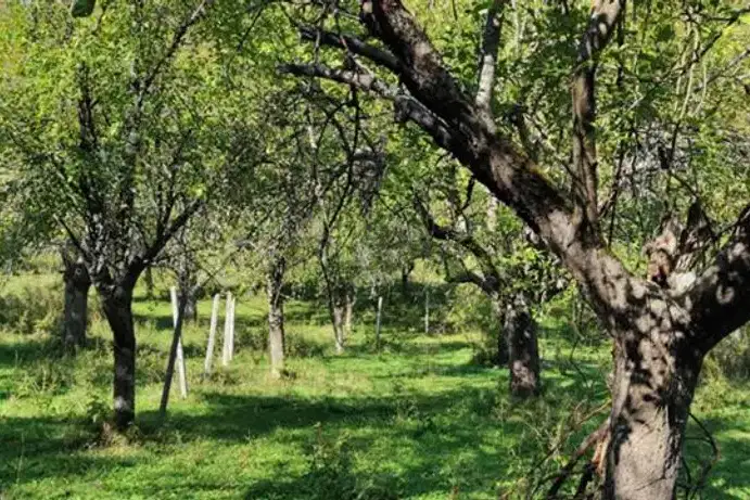 Agricultural Land in Oblast Lovech, Glojene