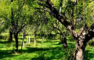 Земеделски имот в Ловеч, с. Гложене