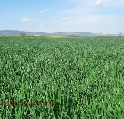Photo 3 — Agricultural Land in Oblast Gabrovo, Sevlievo