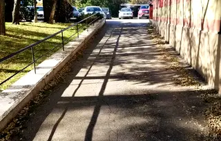 Офис в София, Дървеница