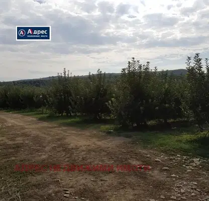 Photo 5 — Orchard in Veliko Tyrnovo, Veliko Tyrnovo