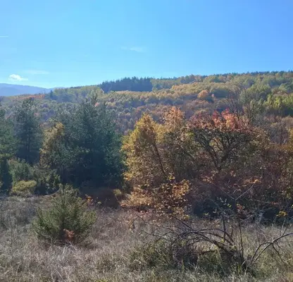 Photo 3 — Plot in Kokalyane