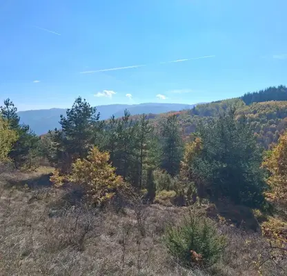 Photo 4 — Plot in Kokalyane