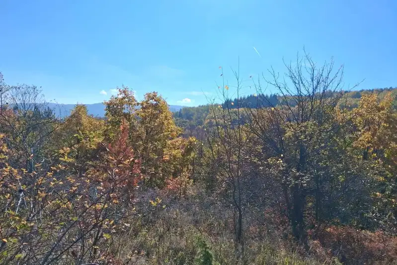 Plot in Kokalyane