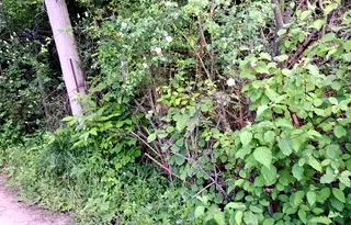 Парцел в с. Панчарево