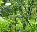 Снимка 4 — Парцел в с. Звездица