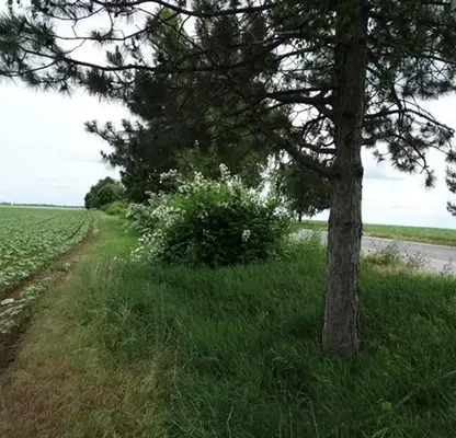 Photo 3 — Plot in Ruse, Centyr