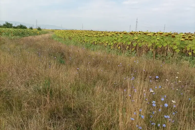 Парцел в София, Малашевци