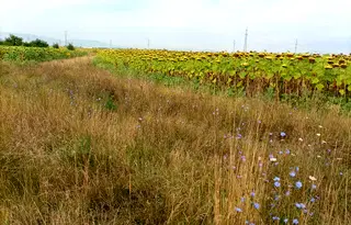 Парцел в София, Малашевци
