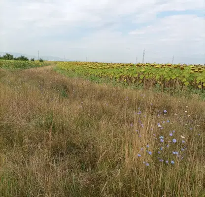 Photo 2 — Plot in Sofiya, Malashevci