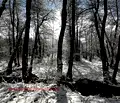 Снимка 2 — Парцел в Благоевград, Разлог