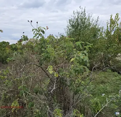 Photo 5 — Plot in Burgas, Bata