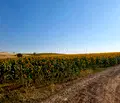 Снимка 4 — Парцел в Бургас, с. Тънково