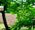 Снимка 5 — Парцел в Добрич, с. Соколово