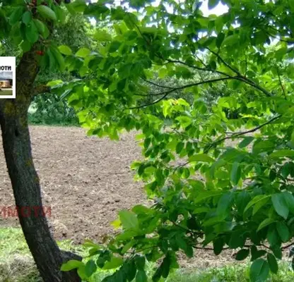 Снимка 5 — Парцел в Добрич, с. Соколово