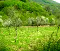 Снимка 4 — Парцел в Габрово, с. Кръвеник