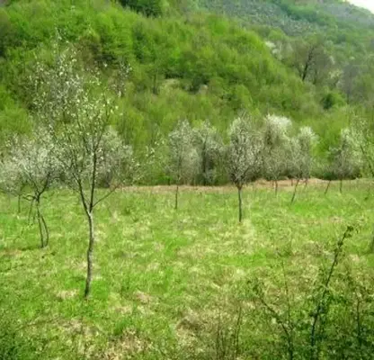 Снимка 4 — Парцел в Габрово, с. Кръвеник