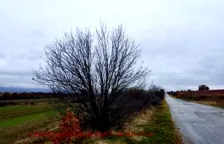 Парцел в Хасково, Свилен