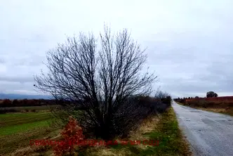 Парцел в Хасково, Свилен