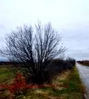 Парцел в Хасково, Свилен