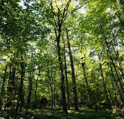 Photo 2 — Plot in Oblast Lovech, Kyrpachevo