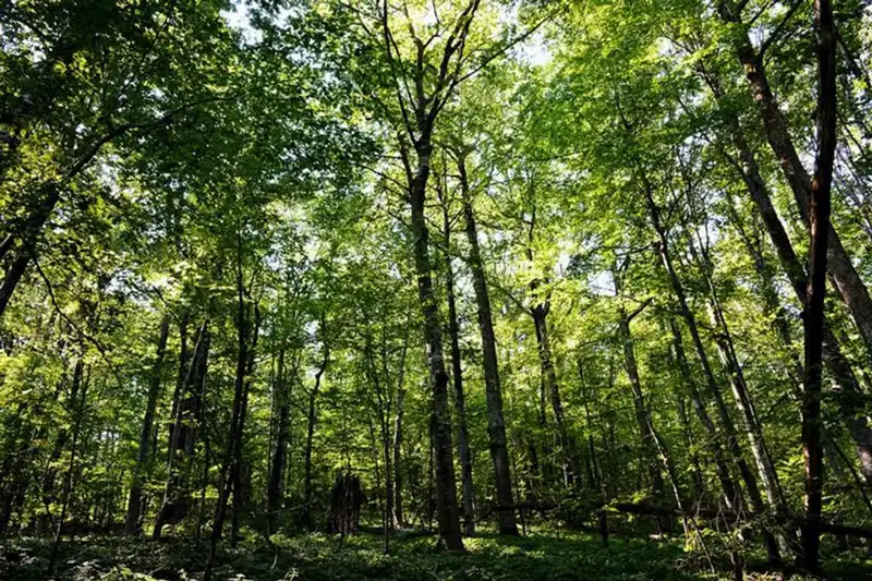 Plot in Oblast Lovech, Kyrpachevo