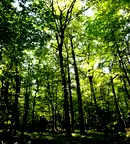 Парцел в Ловеч, с. Кърпачево