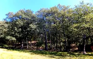 Парцел в Плевен, с. Николаево