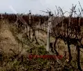 Снимка 2 — Парцел в Пловдив, с. Цалапица